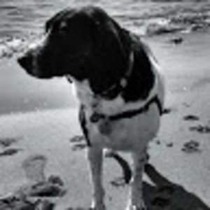 Meet your Posher, Dave